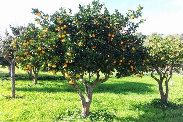 Naranjo - Fuente de Leña